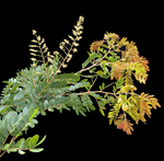 Diversidade de Copaifera